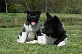 AKITA AMERICAIN 436